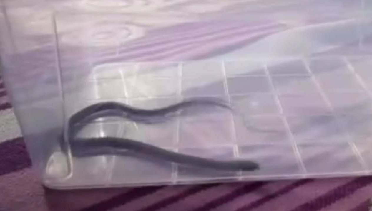 dorduncu katta cocuk odasindan cikti diyarbakirda yilan panigi 8Jn1KBHh