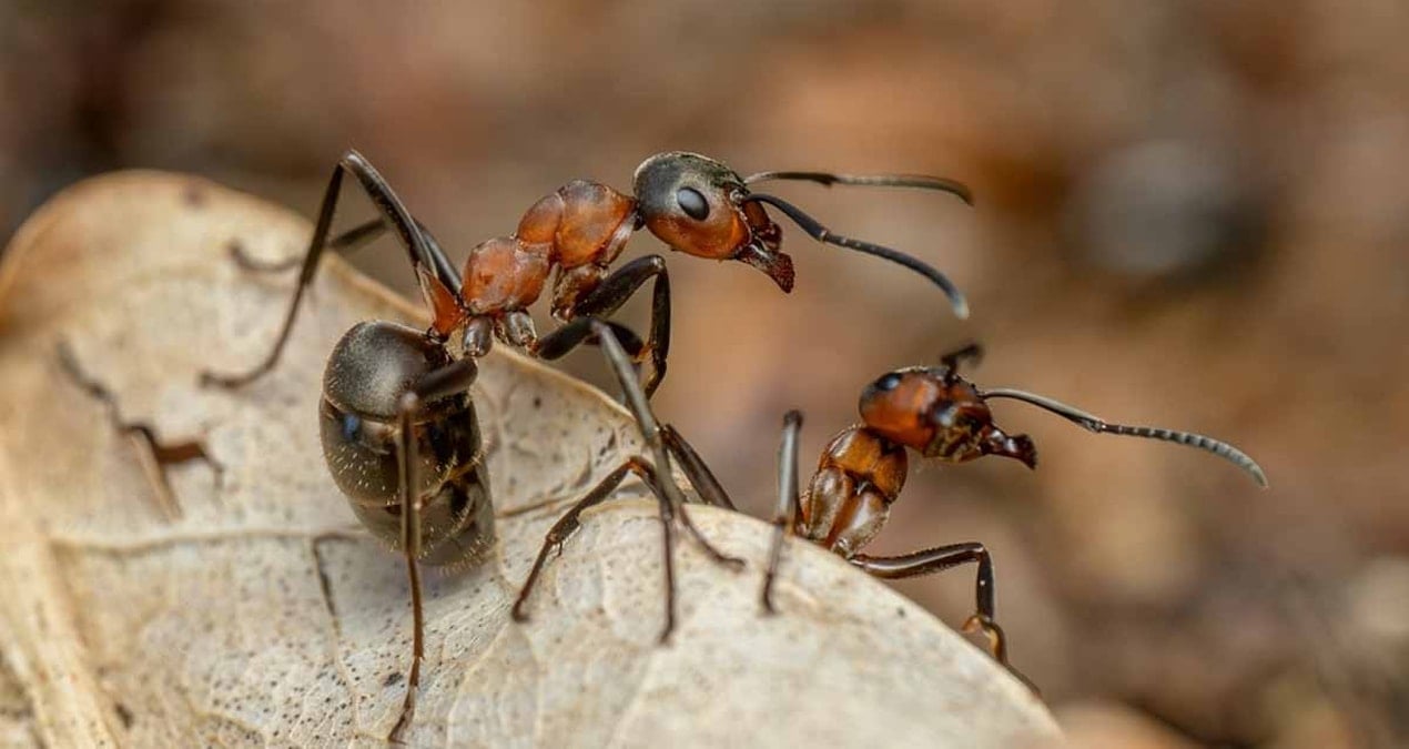 karincalarin guclerini 2 katina cikarmak icin kullandiklari sasirtici takim calismasi hilesi kuvvet mandali BqLVnM9q