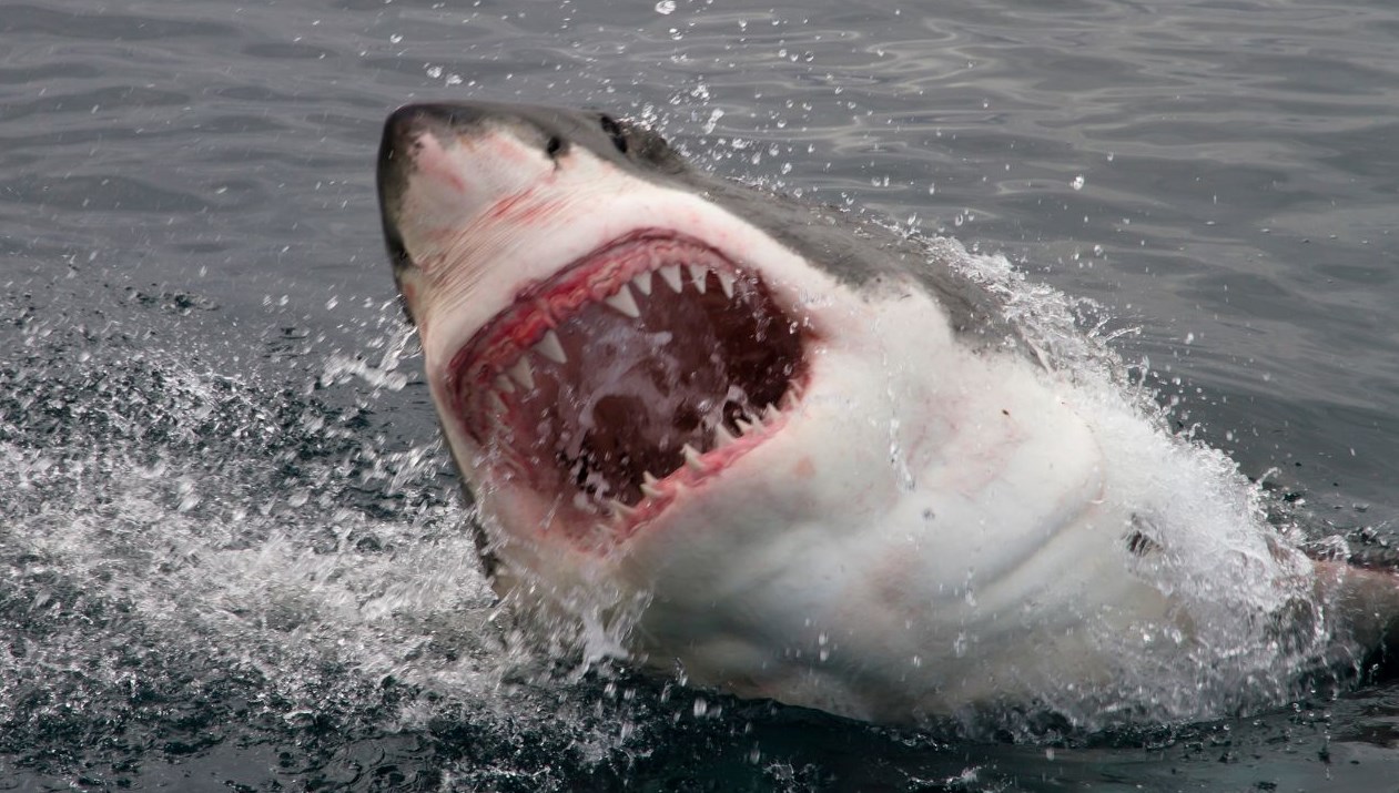 kopek baliklarinin en guclu silahina okyanus suyu tehlikesi HB8VG6Fu