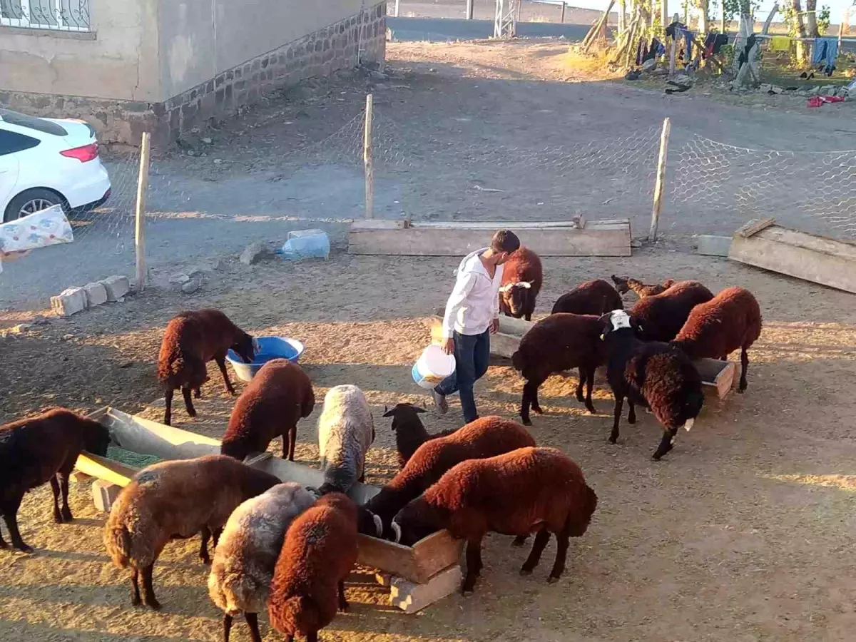 patnosta kucukbas hayvan bakimi T1xDg3C1