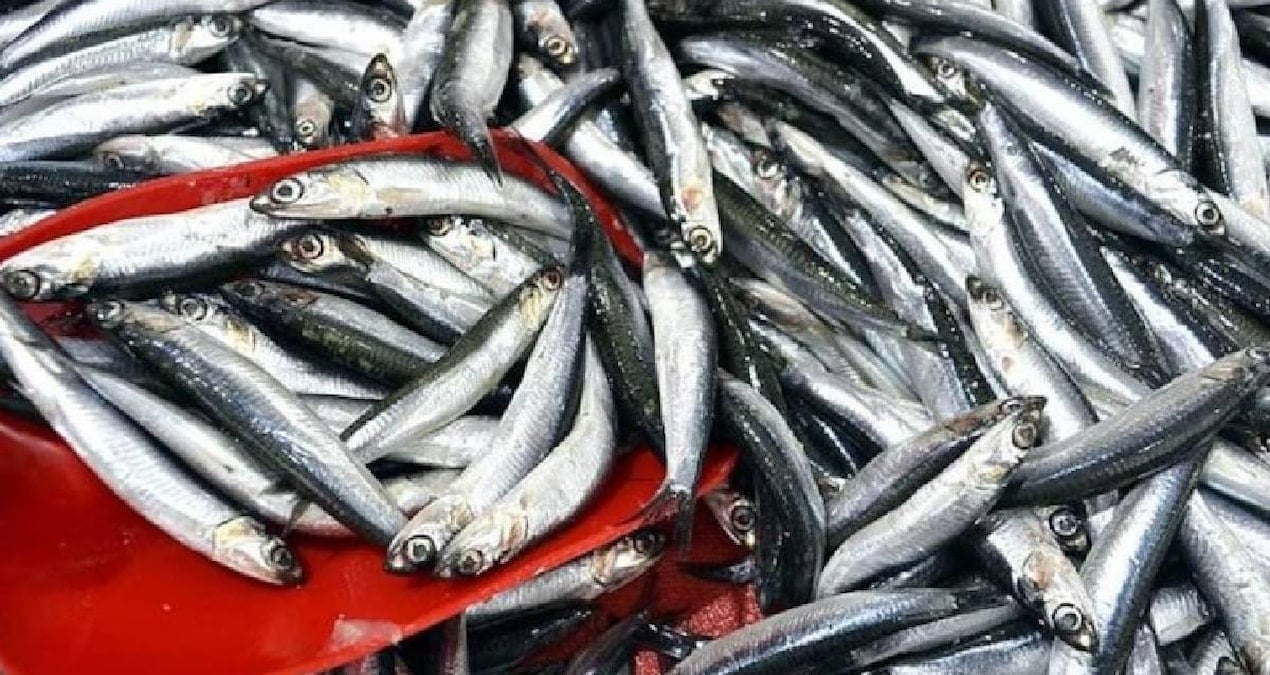 trabzonda hamsi ve istavrit bollugu 150 liradan satisa sunuluyor R2mVNbiO