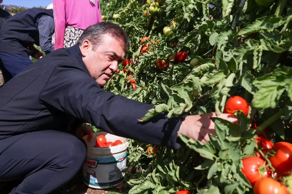 bilecikte 17 bin dekar domates uretildi bCmM2fhV