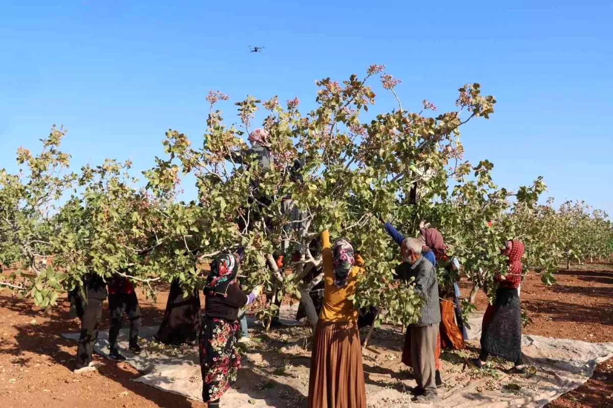 gaziantepte antep fistigi hasat sezonu sona erdi 4eVSWl96