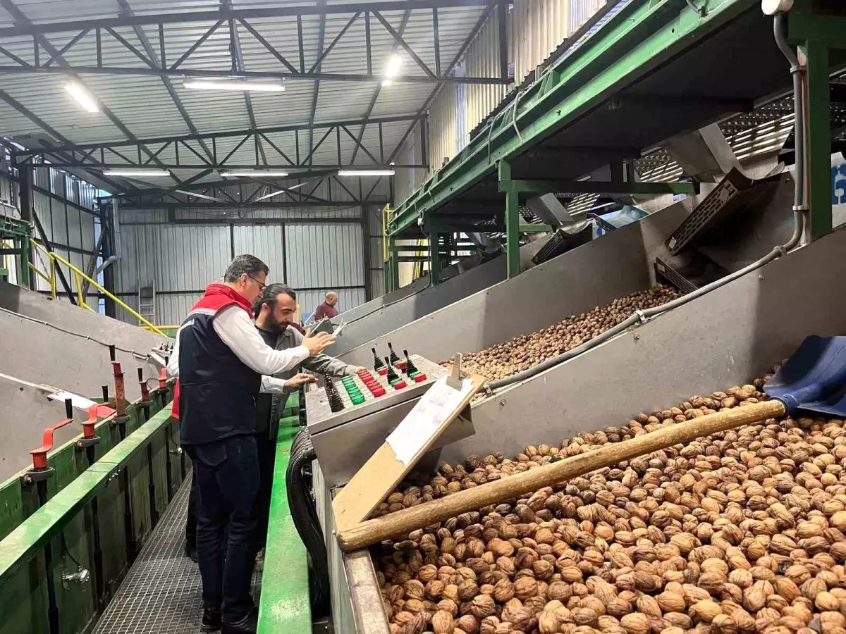 ceviz uretimi destekleniyor 57H3HeJT.jpg