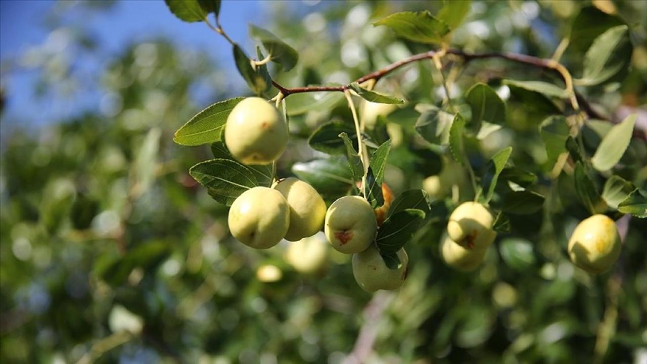 edirnede ciftciler kucuk arazilerini yuksek gelirli hunnap uretimiyle degerlendiriyor Kj2BGEYh.jpg