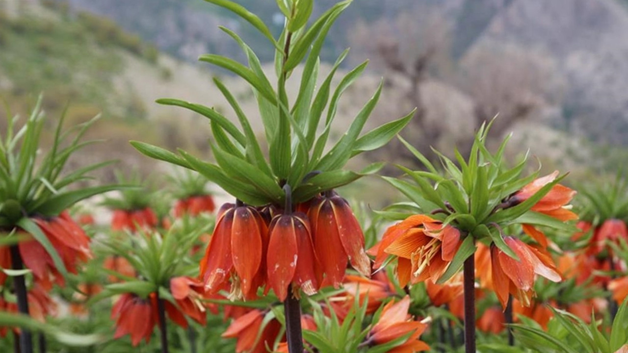 batmanda-ters-laleler-renk-cumbusu-olusturdu-SVRR5dYw