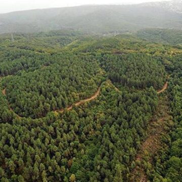 İktidar, Orman Yasası’ndaki Yetkisini Kullanarak 23 İl’de Orman Sınırlarını Değiştirdi