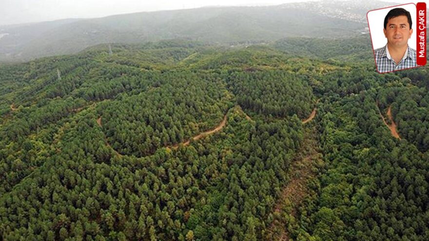 İktidar, Orman Yasası’ndaki Yetkisini Kullanarak 23 İl’de Orman Sınırlarını Değiştirdi