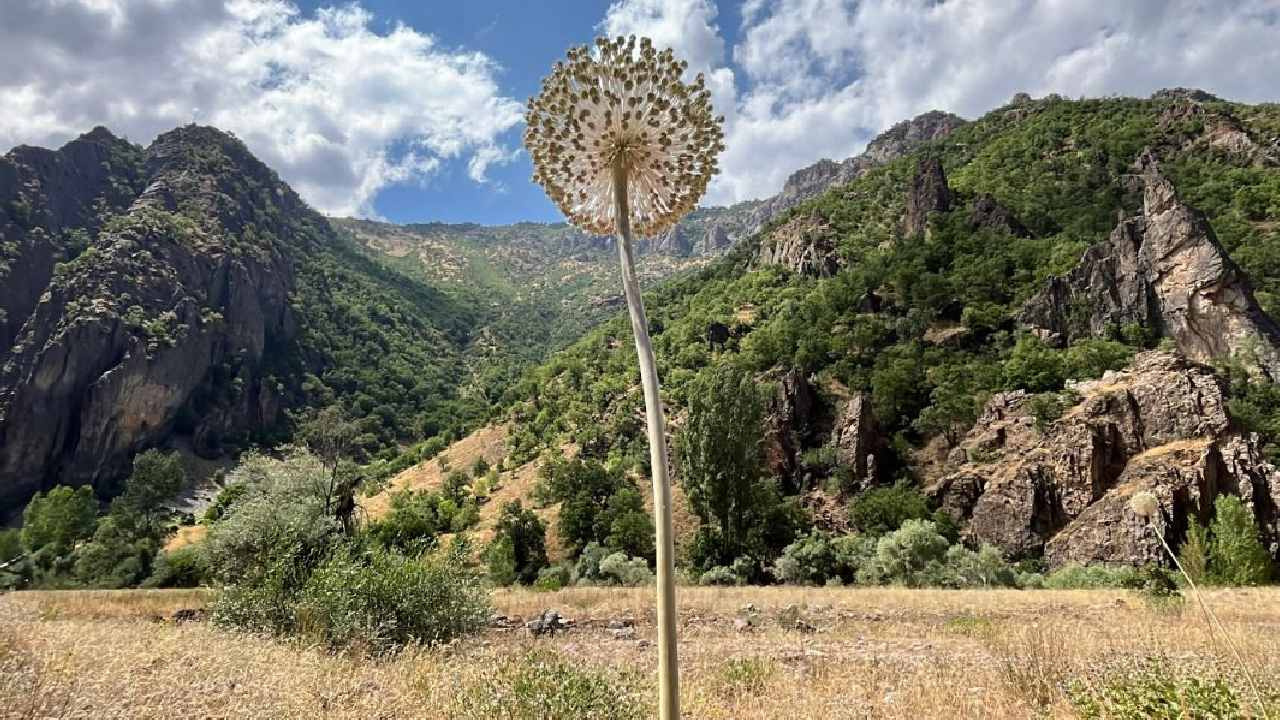 Dünyada sadece Tunceli’de yetişiyor! Koparmanın cezası 699 bin lira Haber gorseli